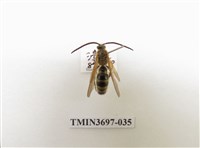 藏品(膜翅目(蜂))的圖片